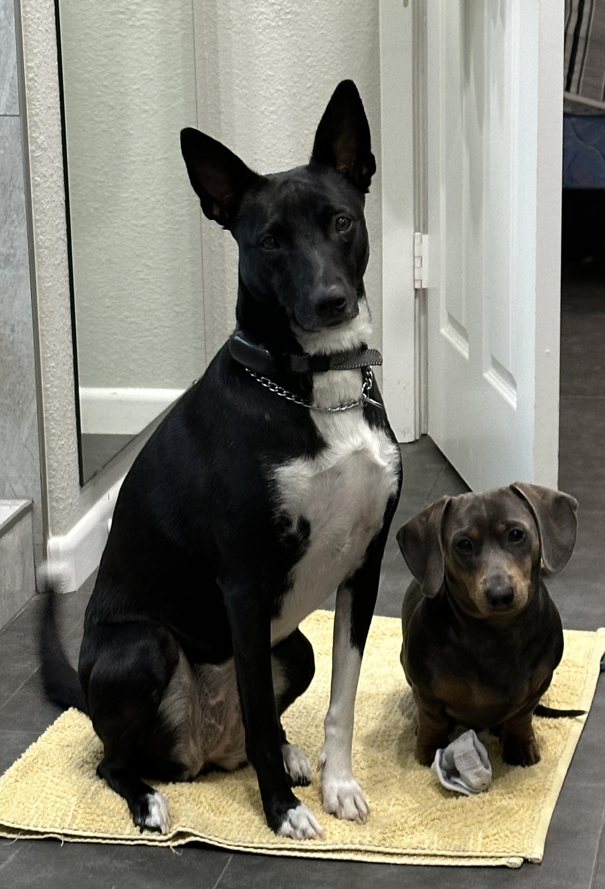 Enlarge Sasha (Courtesy Listing), a Adoptable Basenji in Weatherford, TX image 5/5