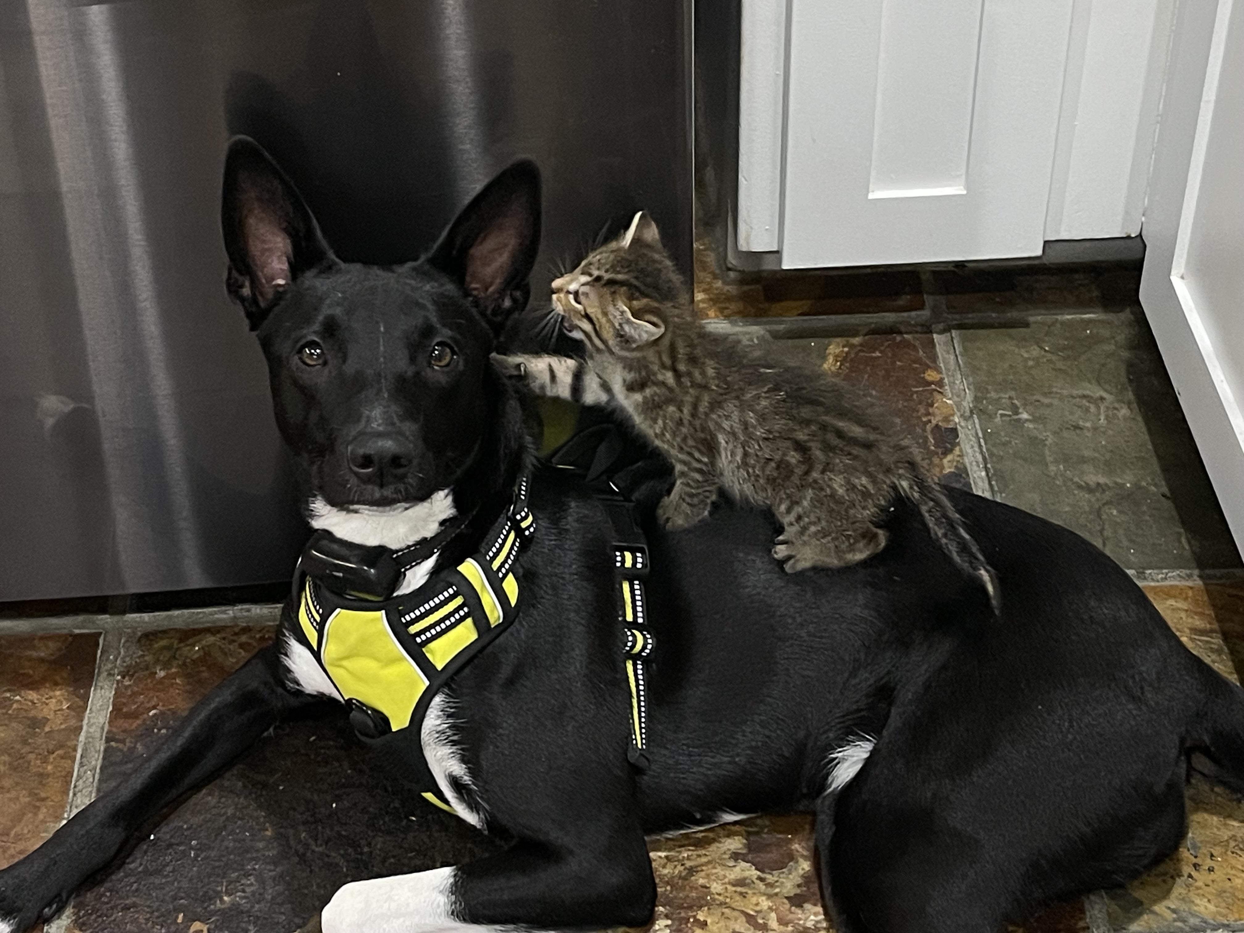 Sasha (Courtesy Listing), Adoptable, Young Female Basenji.