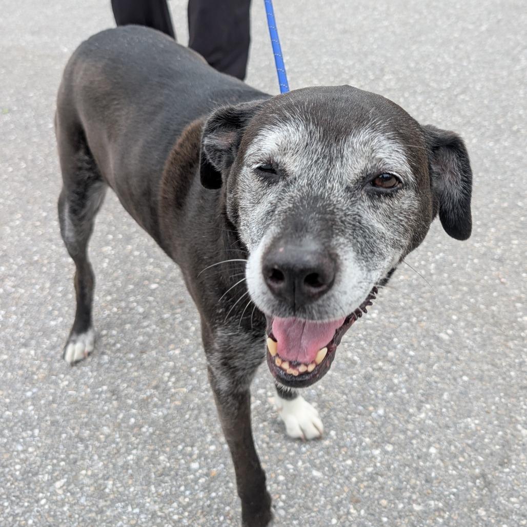 Stacey 2676 — thumbnail 4