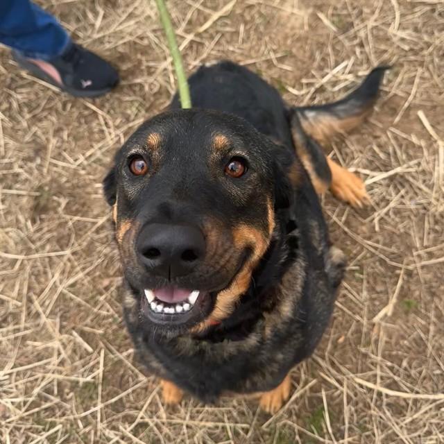 Enlarge NALA, a Adoptable mixed breed in Murfreesboro, TN image 1/1