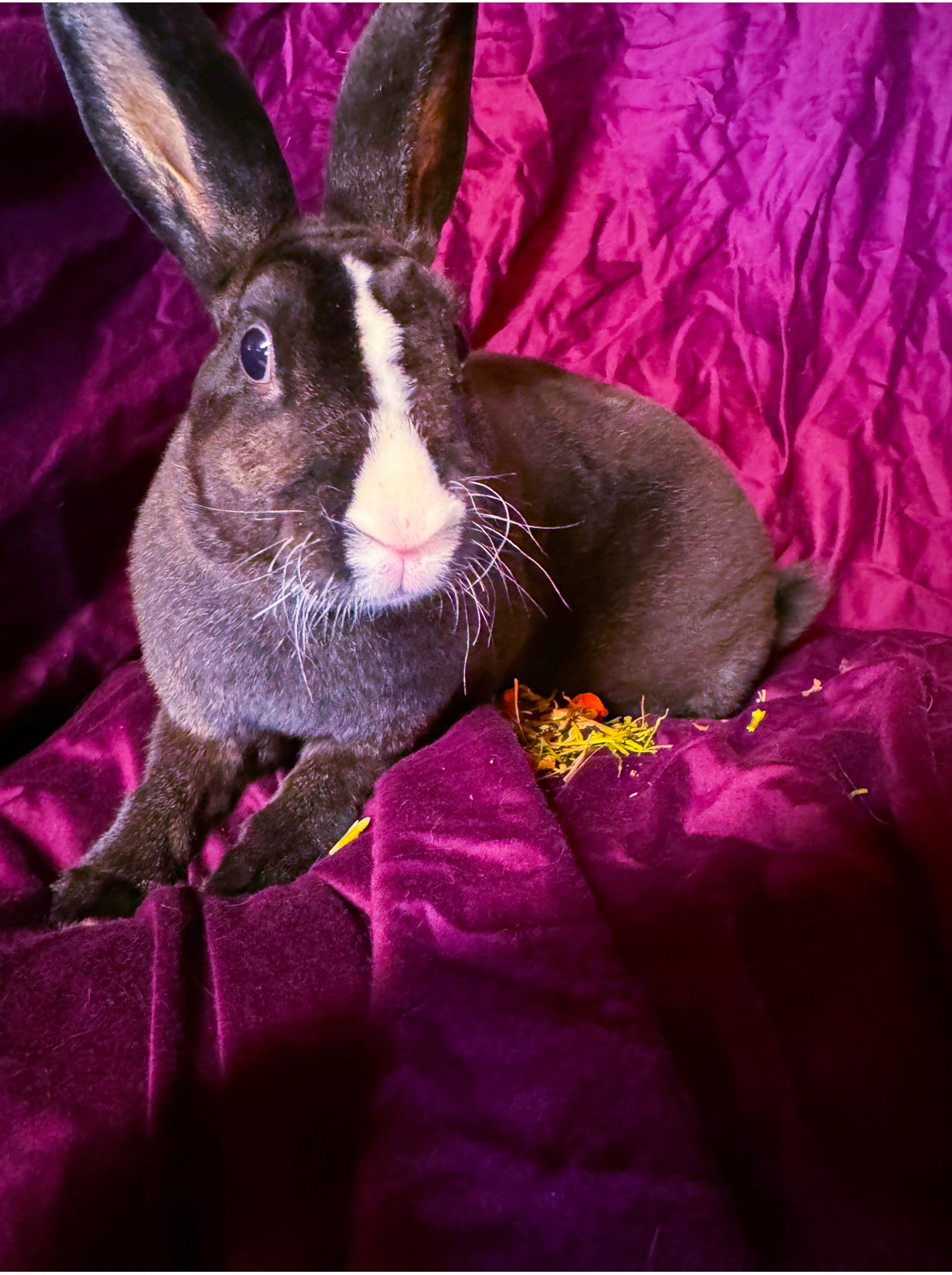 Violet, Adopted, Adult Female Dutch & Rex.