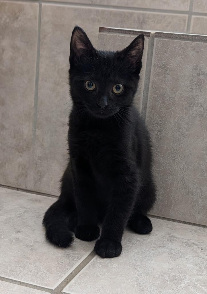 Enlarge VELCRO, a Adoptable mixed breed in Wintersville, OH image 1/2