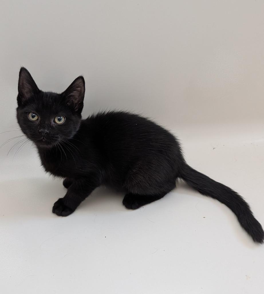 Enlarge VELCRO, a Adoptable mixed breed in Wintersville, OH image 2/2