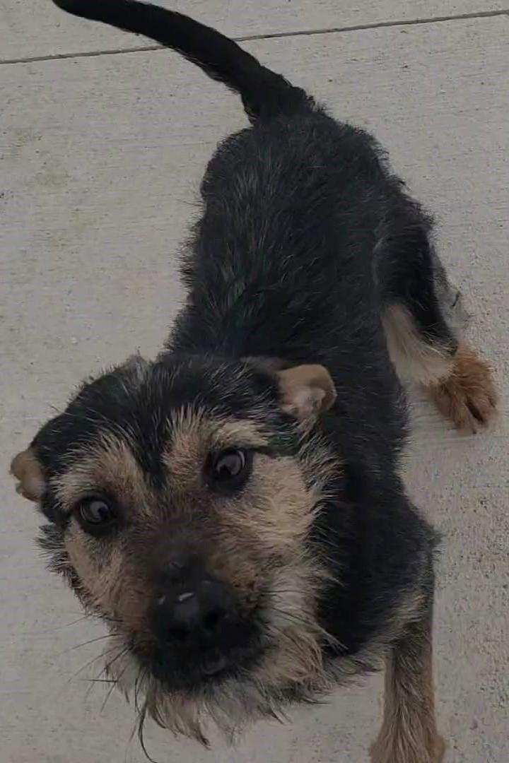 Enlarge Benson, a ADOPTABLE mixed breed in Elizabeth, IL image 3/4