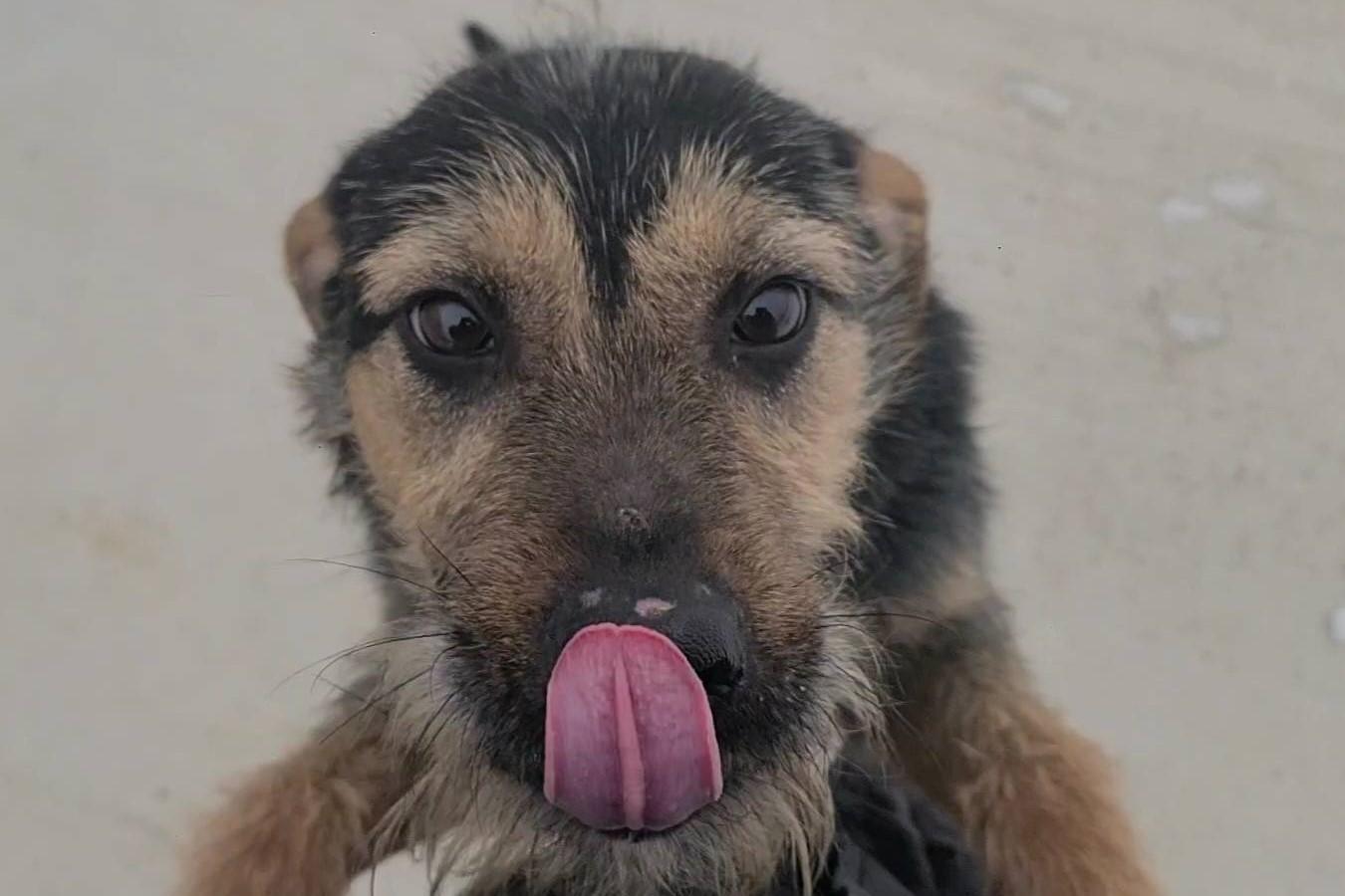 Benson, ADOPTABLE, Young Male Airedale Terrier.