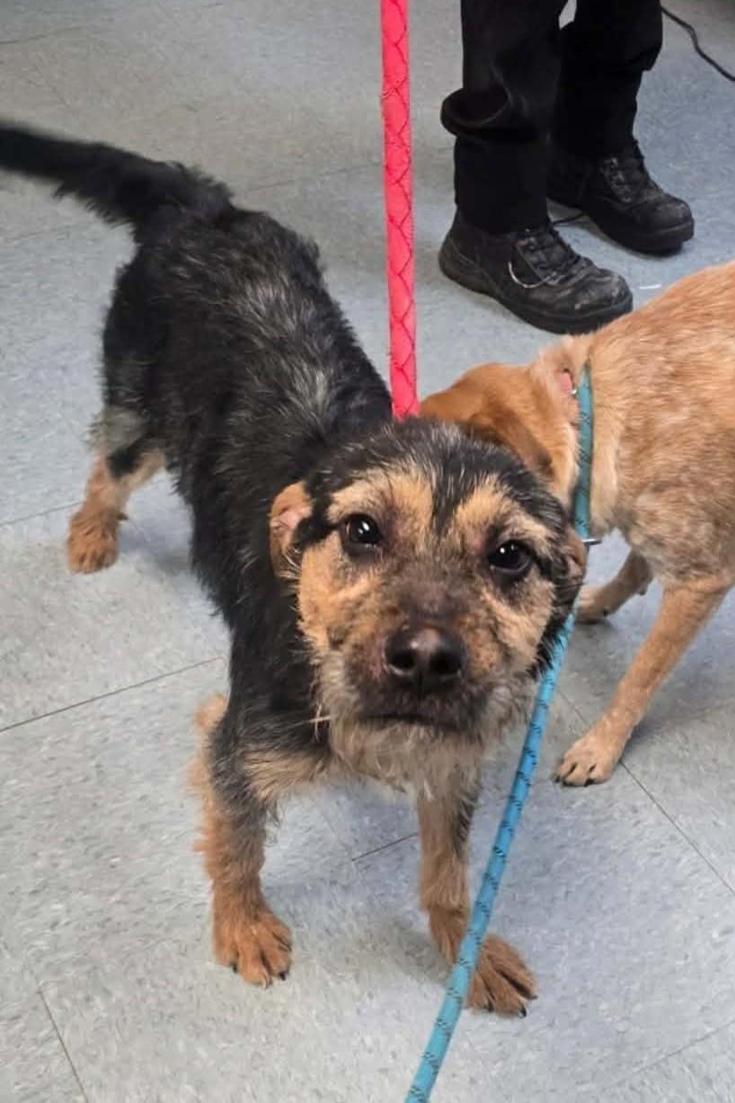 Enlarge Benson, a ADOPTABLE mixed breed in Elizabeth, IL image 2/4