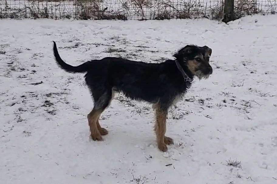 Enlarge Benson, a ADOPTABLE mixed breed in Elizabeth, IL image 4/4