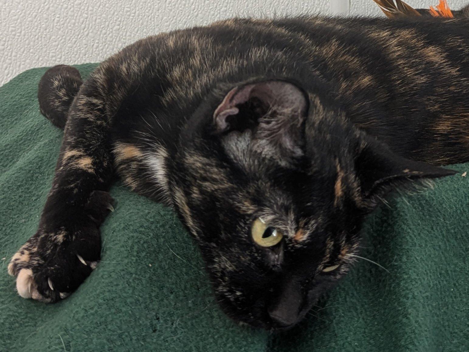 Bourbon, an adoptable Tortoiseshell, Domestic Short Hair in Republic, WA, 99166 | Photo Image 3