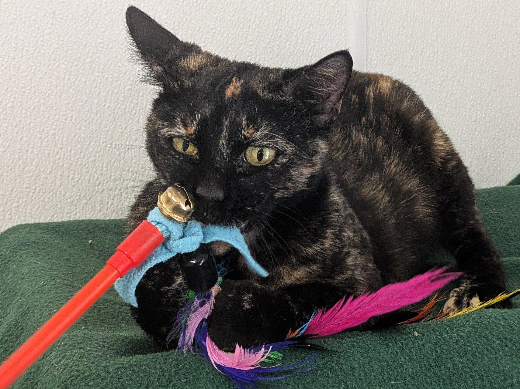 Bourbon, an adoptable Tortoiseshell, Domestic Short Hair in Republic, WA, 99166 | Photo Image 5