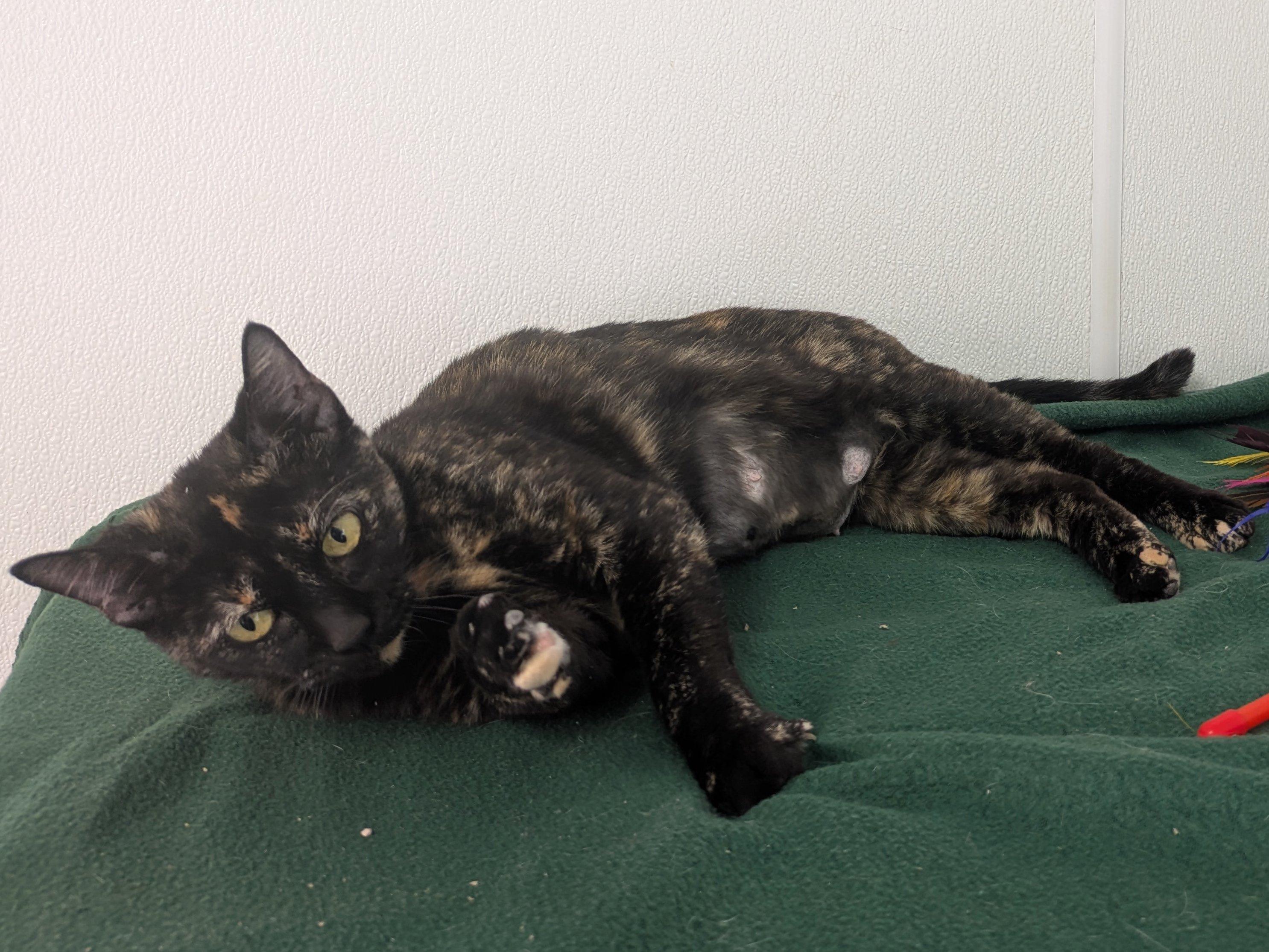 Bourbon, an adoptable Tortoiseshell, Domestic Short Hair in Republic, WA, 99166 | Photo Image 4