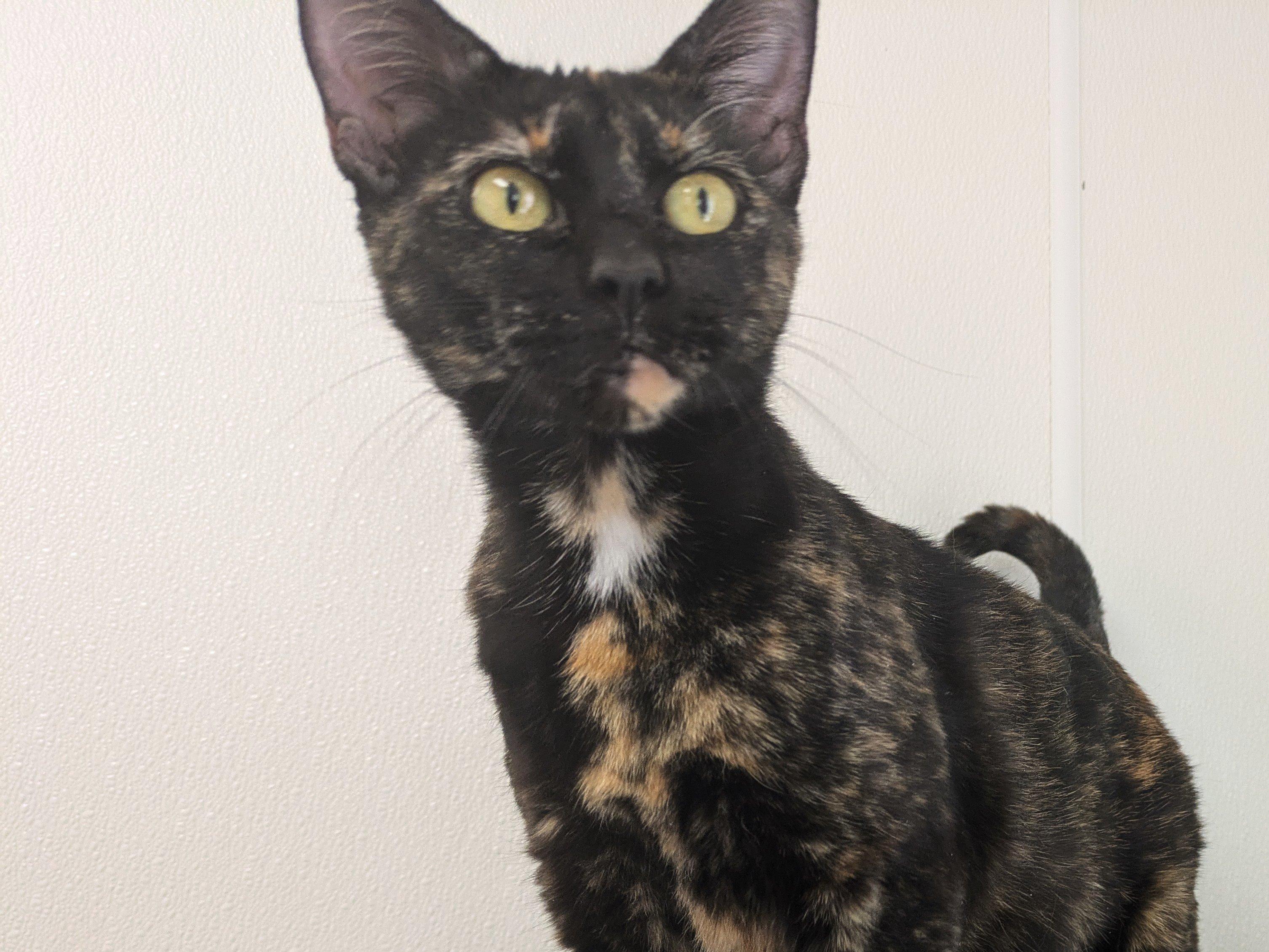 Bourbon, an adoptable Tortoiseshell, Domestic Short Hair in Republic, WA, 99166 | Photo Image 2