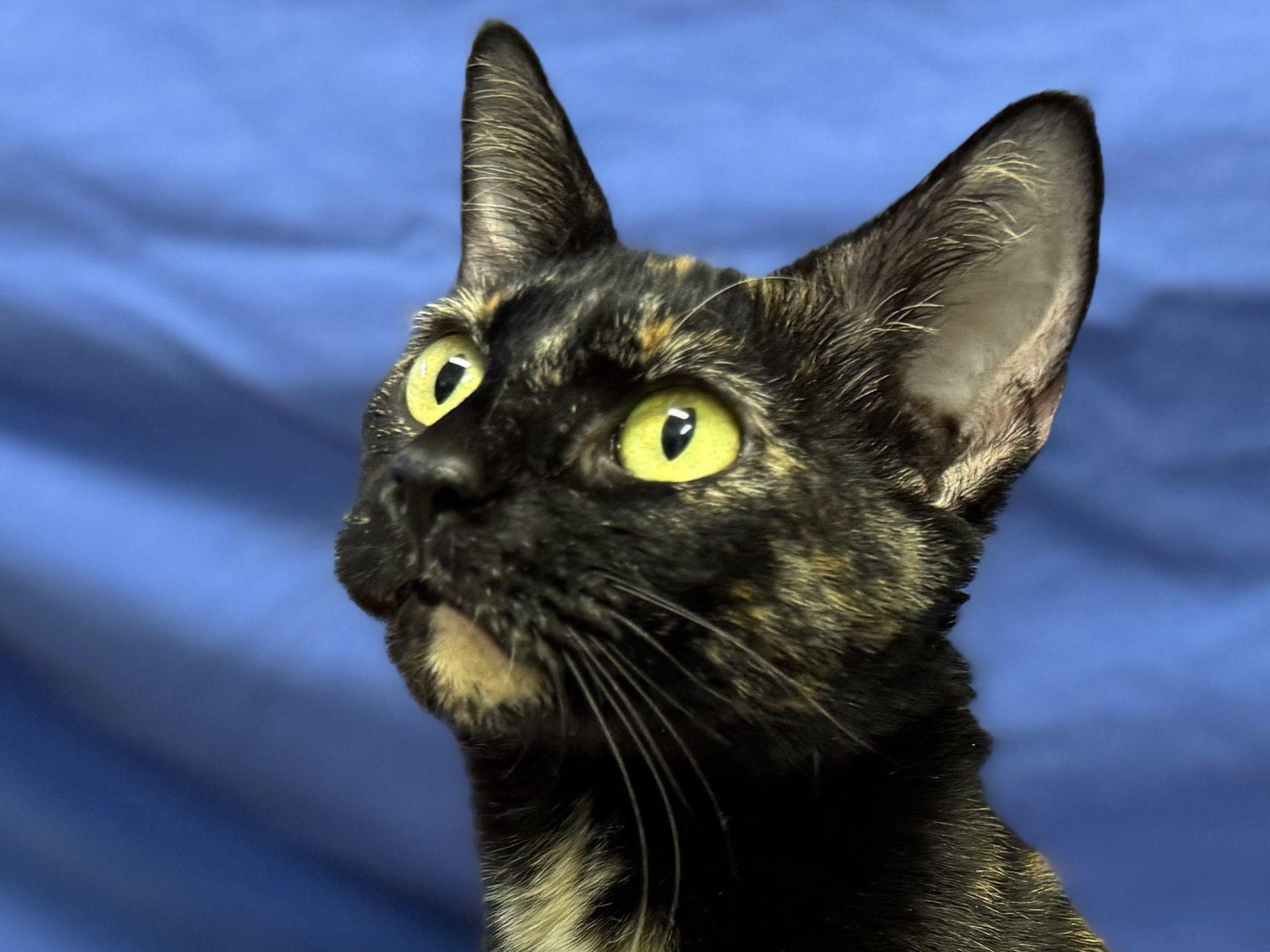 Bourbon, an adoptable Tortoiseshell, Domestic Short Hair in Republic, WA, 99166 | Photo Image 1
