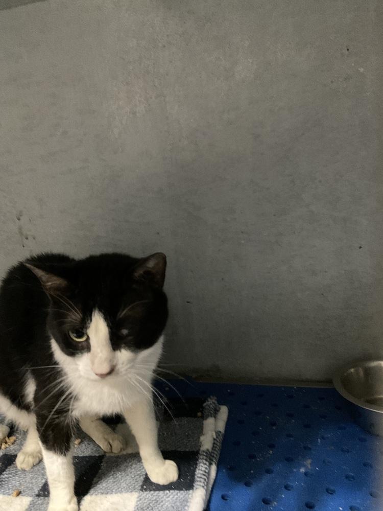 Robin, Adoptable, Adult Male Domestic Short Hair.