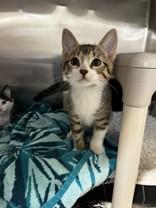 Enlarge Jay Alexander, a ADOPTABLE Domestic Short Hair in Whitby, ON image 2/3