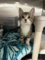 Enlarge Jay Alexander, a ADOPTABLE Domestic Short Hair in Whitby, ON image 3/3