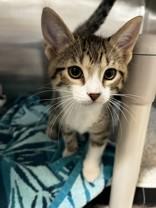 Jay Alexander, ADOPTABLE, Kitten Male Domestic Short Hair.