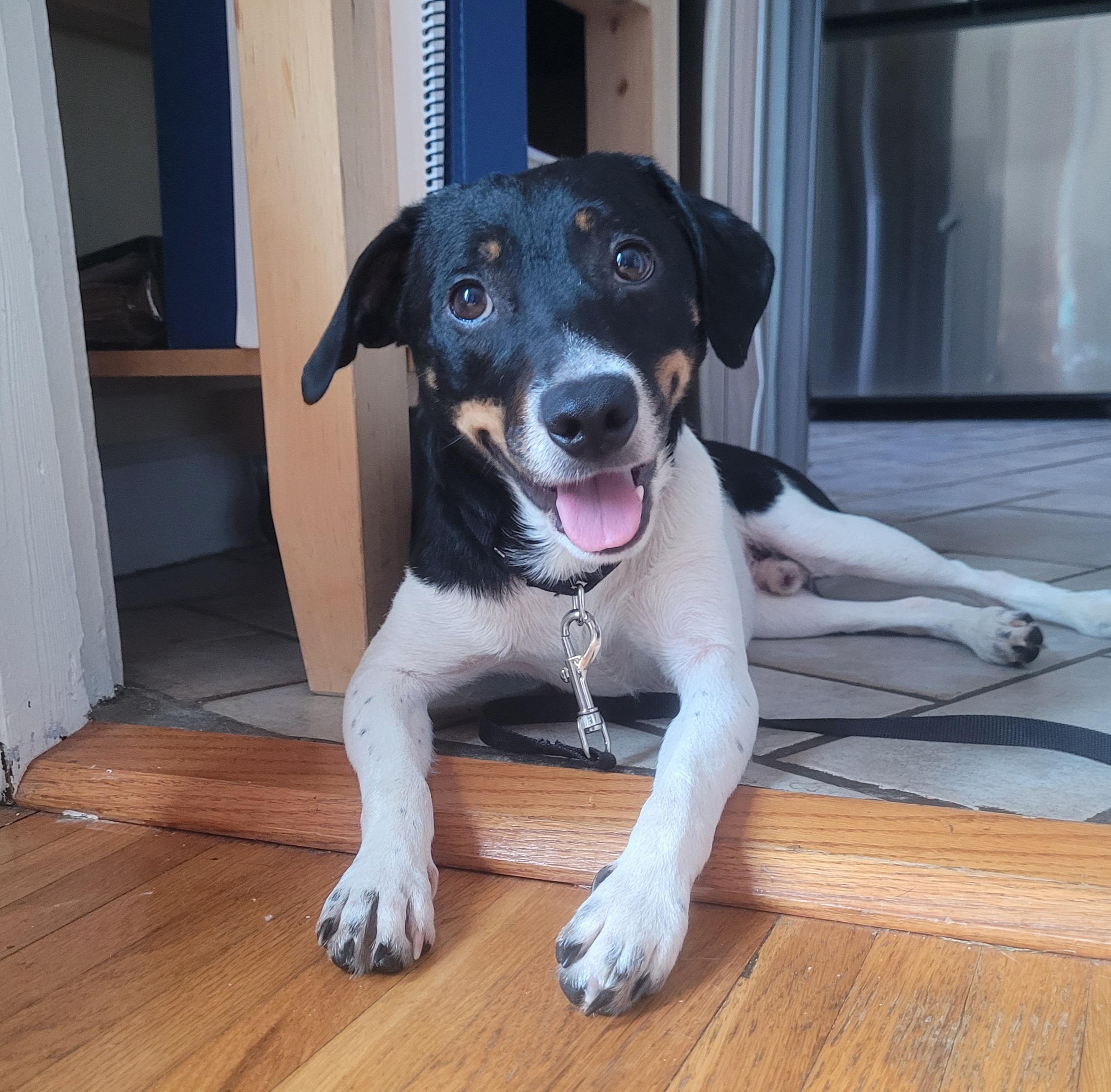 Oliver 5833 D, Adoptable, Adult Male Rat Terrier & Mixed Breed.