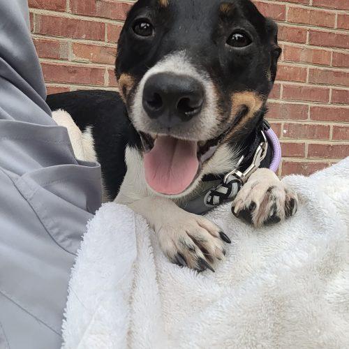 Enlarge Oliver 5833 D, a Adoptable mixed breed in Frankfort, KY image 2/6