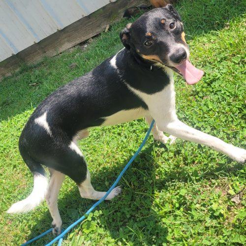 Enlarge Oliver 5833 D, a Adoptable mixed breed in Frankfort, KY image 3/6