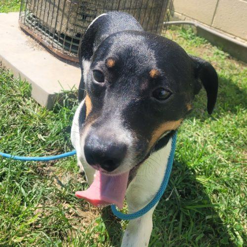 Enlarge Oliver 5833 D, a Adoptable mixed breed in Frankfort, KY image 4/6