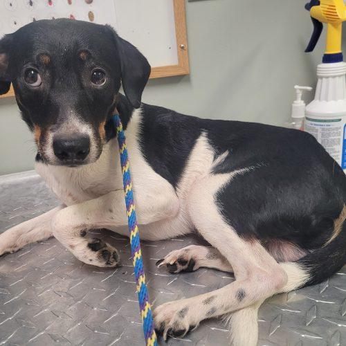 Enlarge Oliver 5833 D, a Adoptable mixed breed in Frankfort, KY image 5/6