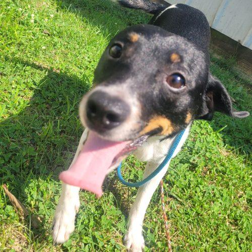 Enlarge Oliver 5833 D, a Adoptable mixed breed in Frankfort, KY image 6/6