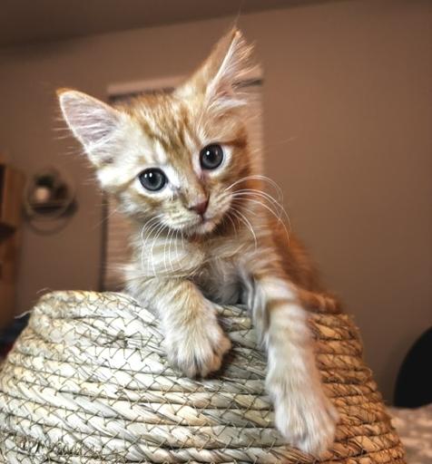 Roux photo