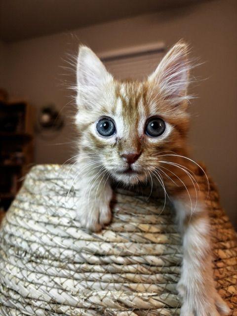 Enlarge Roux, a Adoptable Domestic Medium Hair in Lafayette, LA image 4/5