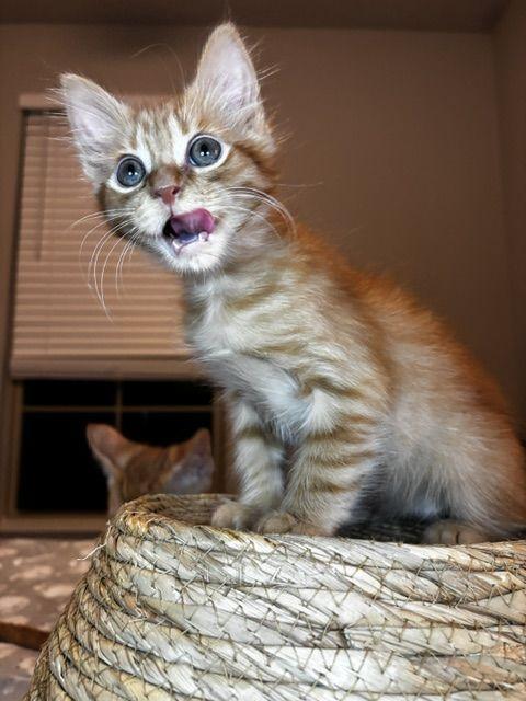 Enlarge Roux, a Adoptable Domestic Medium Hair in Lafayette, LA image 3/5