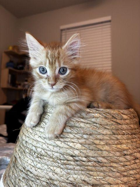 Enlarge Roux, a Adoptable Domestic Medium Hair in Lafayette, LA image 2/5