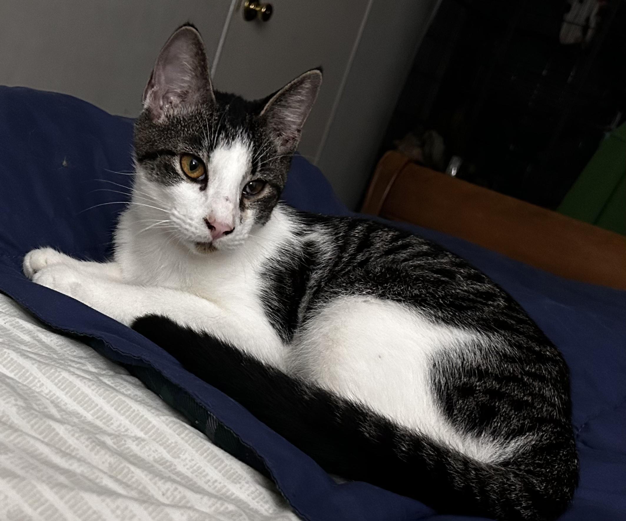 Stefan, Adoptable, Kitten Male Manx.