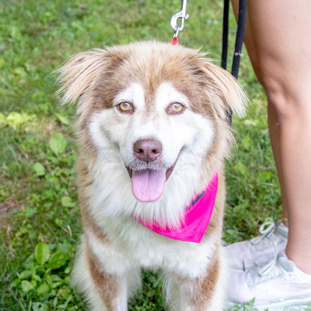 Nina (Female), Adoptable, Young Female Australian Shepherd & Husky.