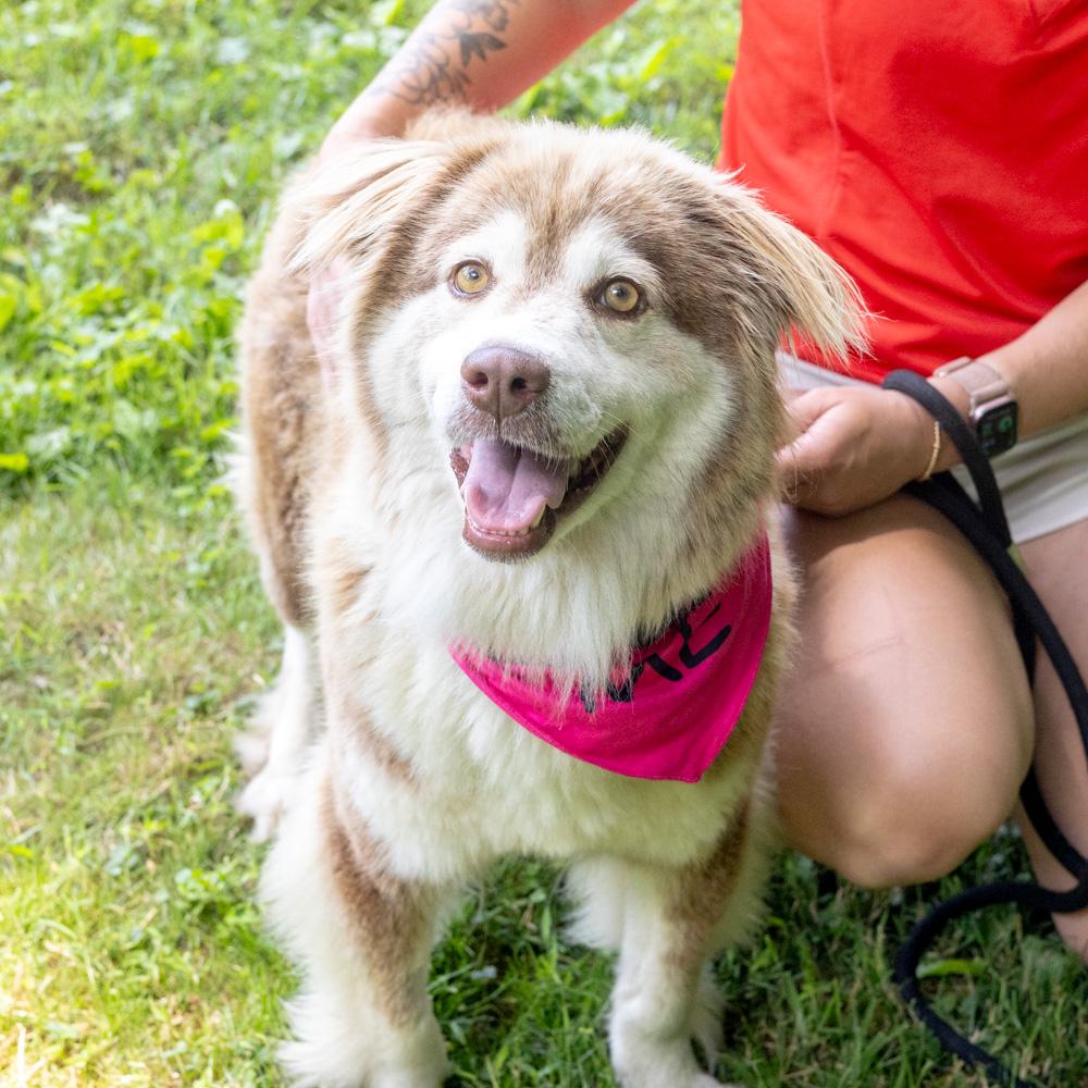 Nina (Female), a Adoptable mixed breed in West Grove, PA image 5/6