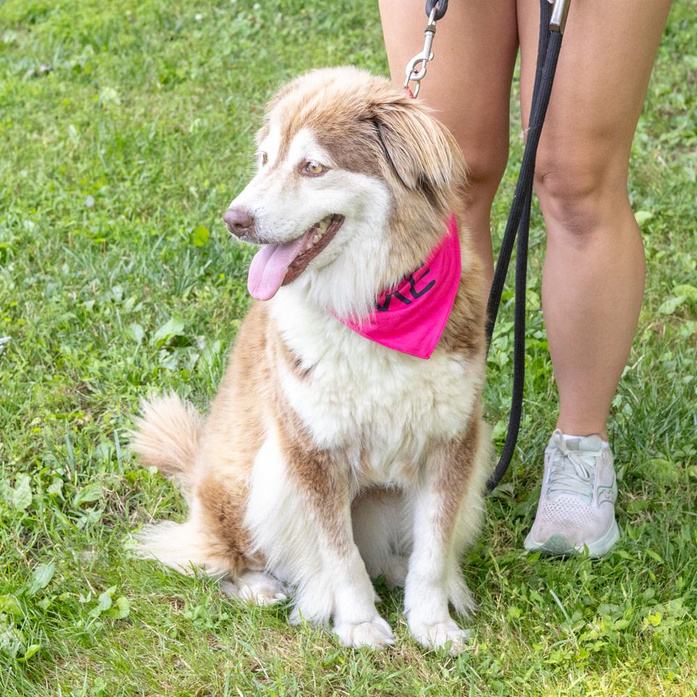 Nina (Female), a Adoptable mixed breed in West Grove, PA image 1/6