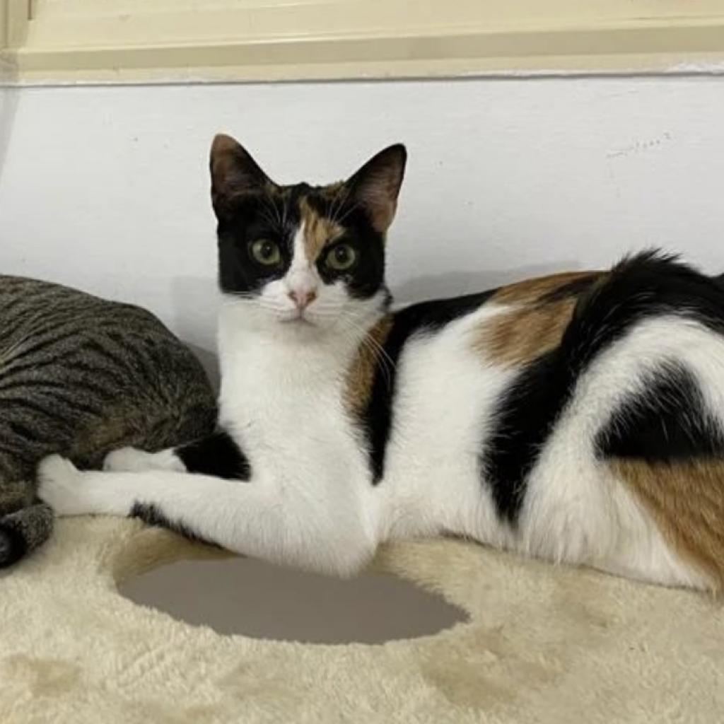 Luna, a Adoptable Domestic Short Hair in Lions Bay, BC image 2/2