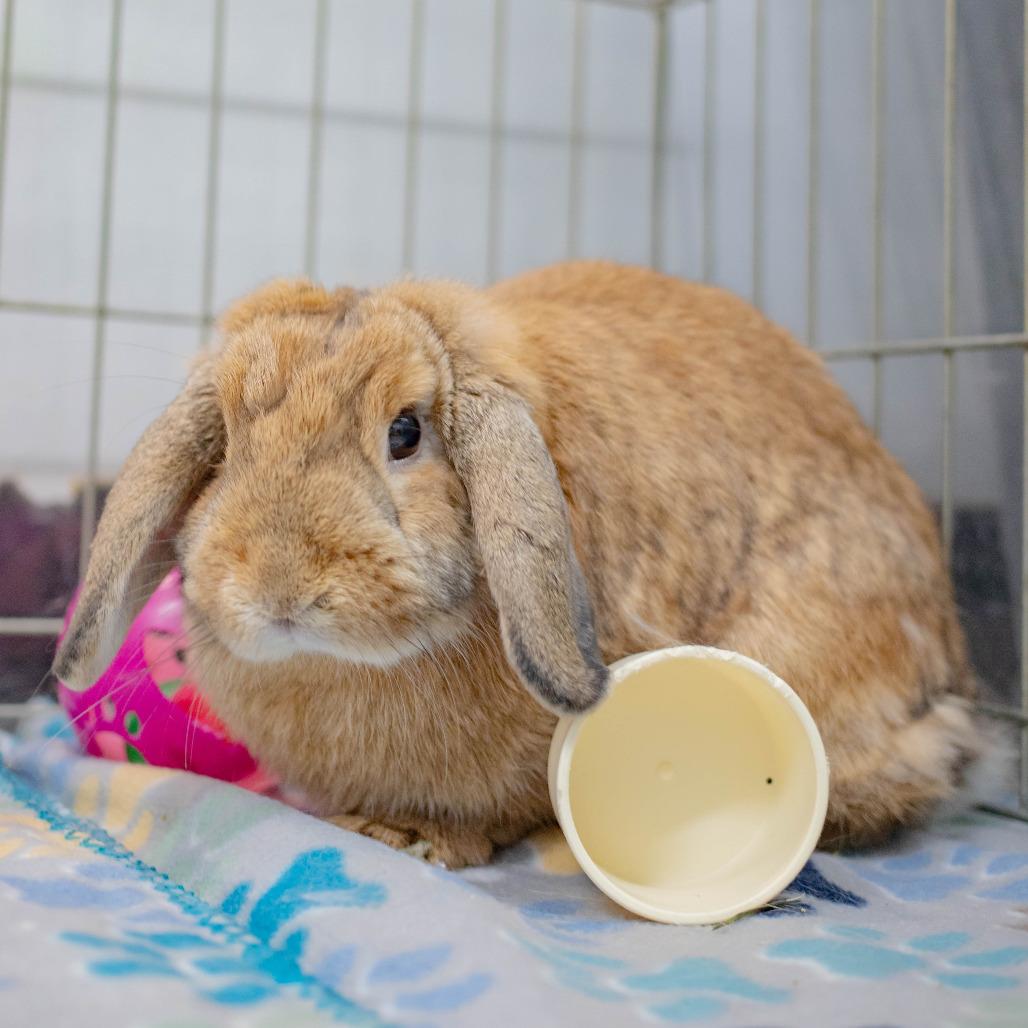 Biscuit (bonded to Cinnamon), Adoptable, Young Female Holland Lop.