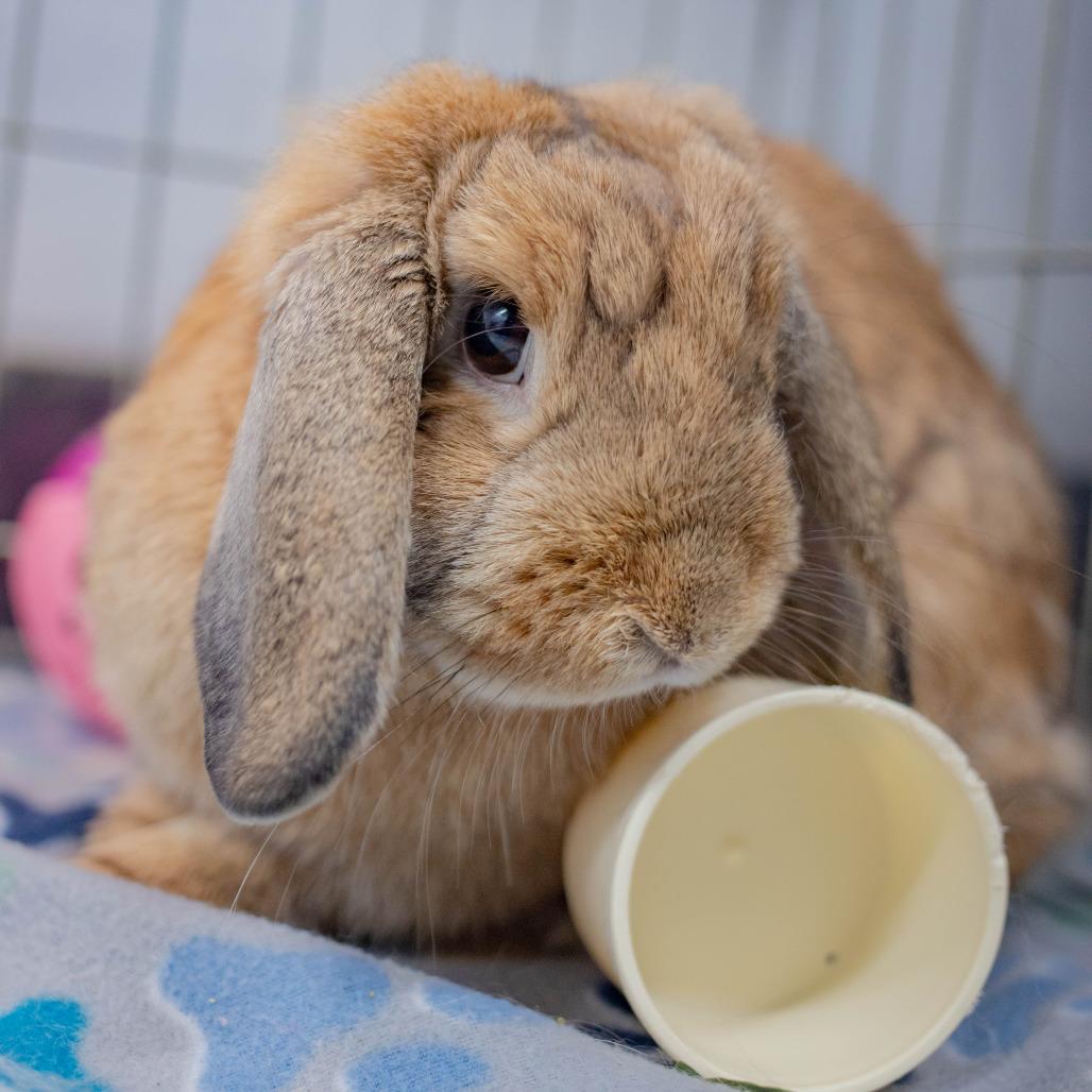 Enlarge Biscuit (bonded to Cinnamon), a Adoptable Holland Lop in San Diego, CA image 2/6