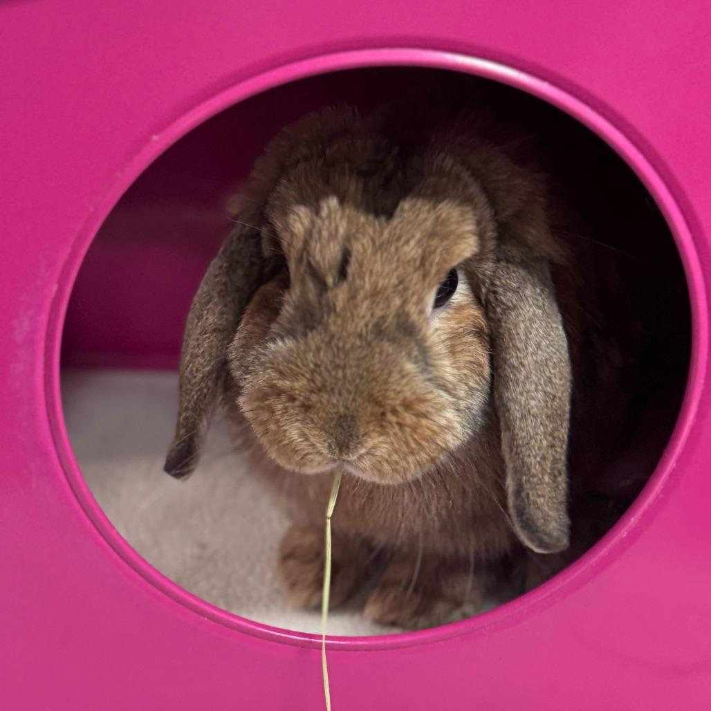 Enlarge Biscuit (bonded to Cinnamon), a Adoptable Holland Lop in San Diego, CA image 3/6