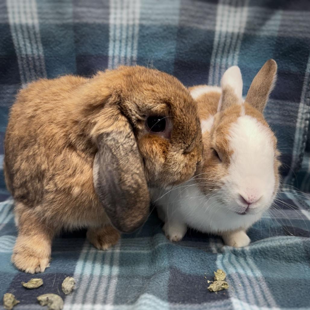 Enlarge Biscuit (bonded to Cinnamon), a Adoptable Holland Lop in San Diego, CA image 4/6