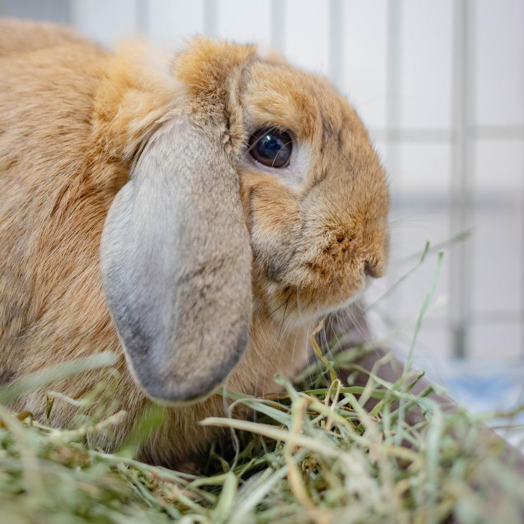 Enlarge Biscuit (bonded to Cinnamon), a Adoptable Holland Lop in San Diego, CA image 5/6
