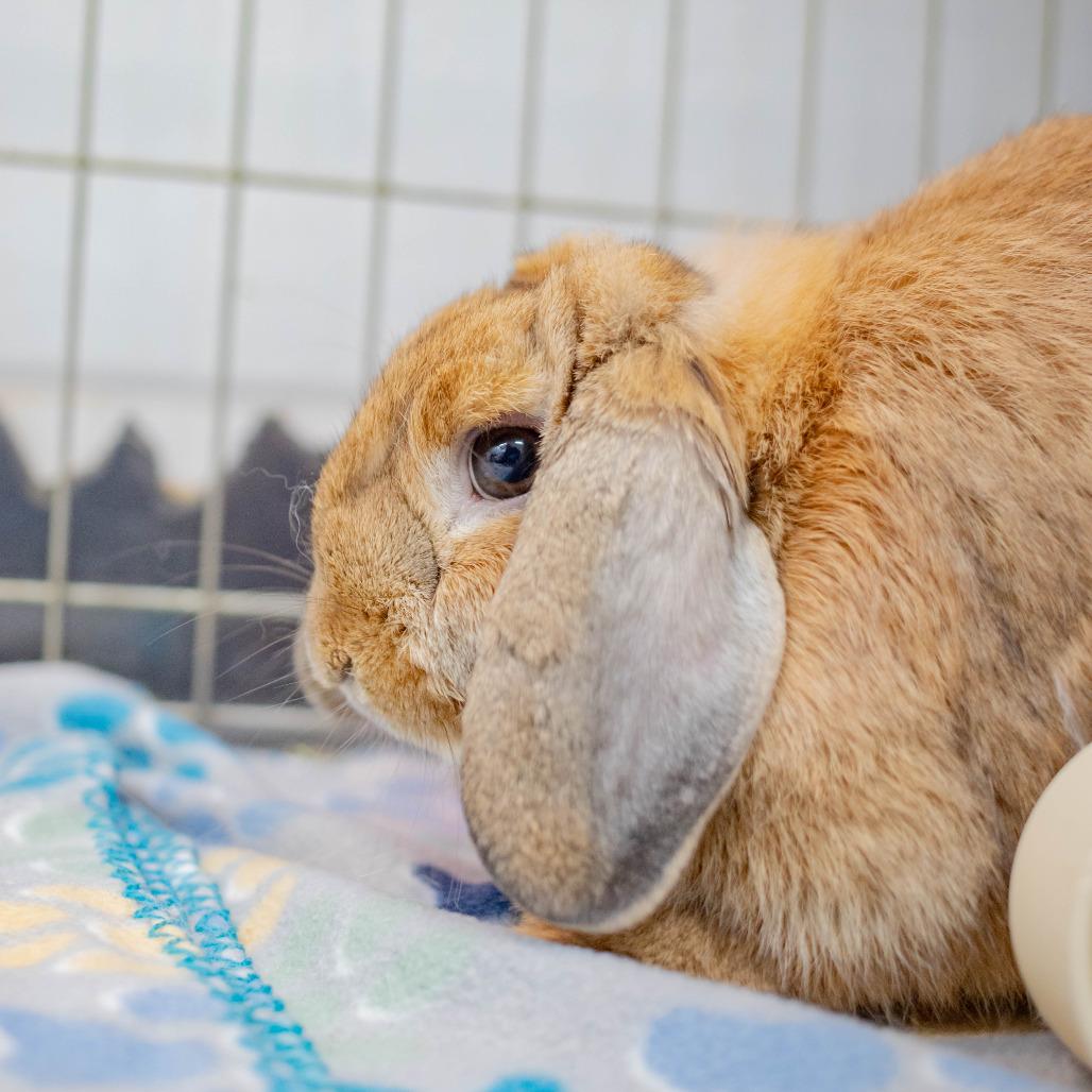 Enlarge Biscuit (bonded to Cinnamon), a Adoptable Holland Lop in San Diego, CA image 6/6