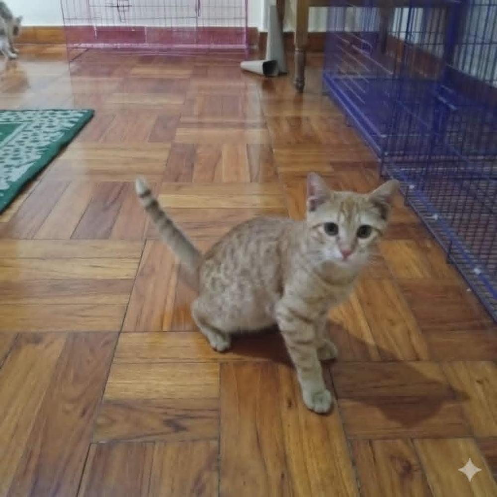 Enlarge Harissa, a Adoptable Egyptian Mau in WOLCOTT, CT image 2/6