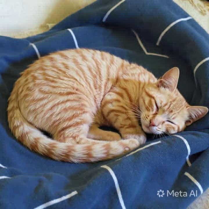 Enlarge Harissa, a Adoptable Egyptian Mau in WOLCOTT, CT image 4/6