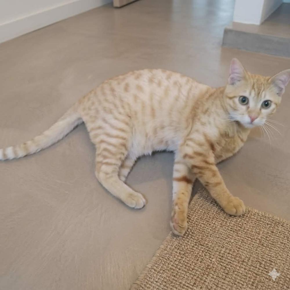 Enlarge Harissa, a Adoptable Egyptian Mau in WOLCOTT, CT image 6/6