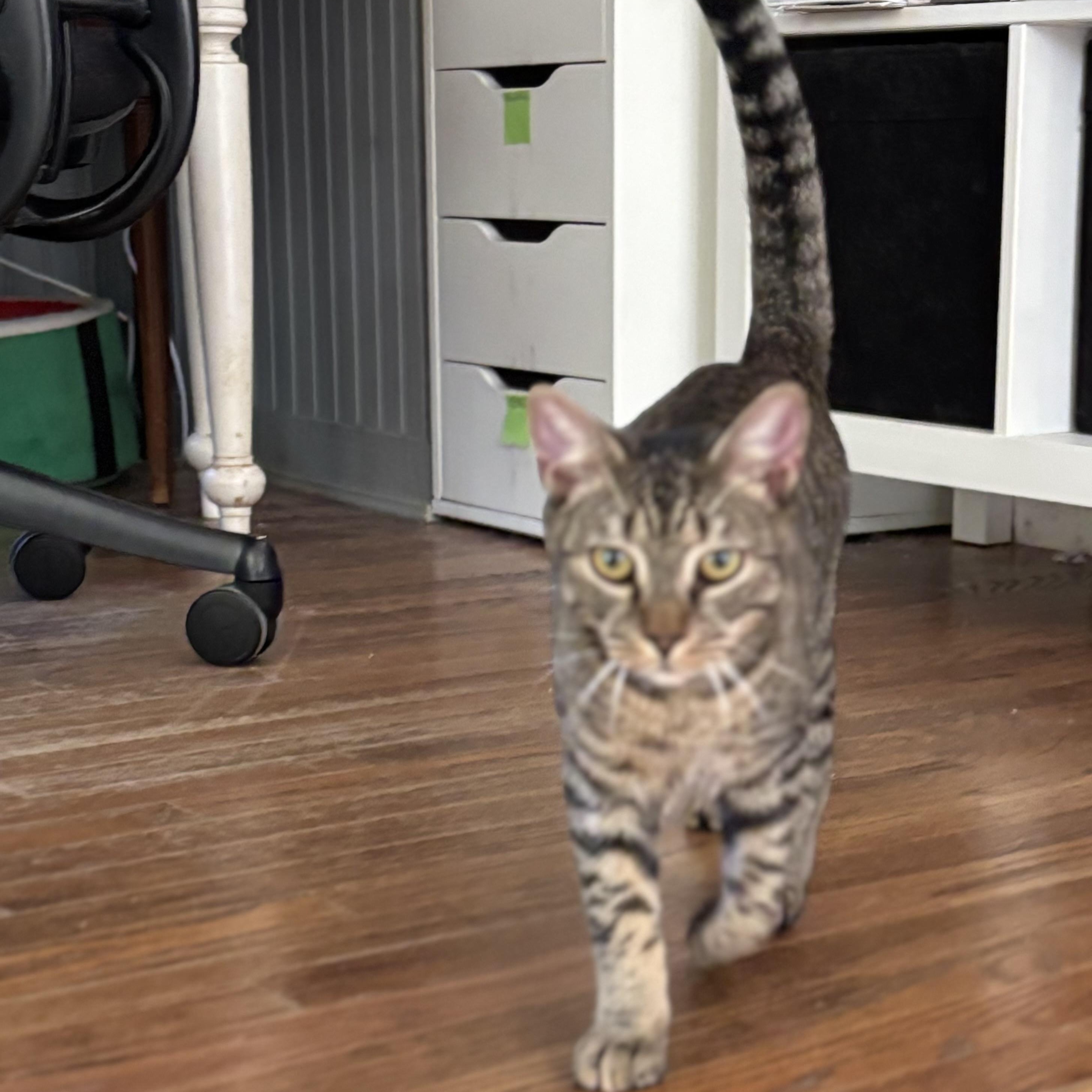 Enlarge Komodo, a Adoptable Domestic Short Hair in Norwalk, CT image 3/4