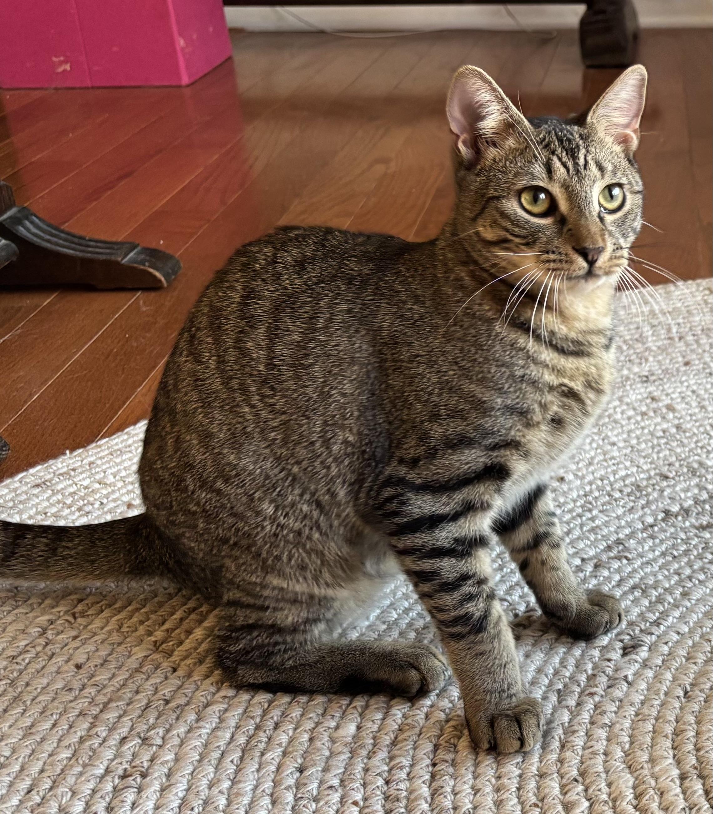 Enlarge Komodo, a Adoptable Domestic Short Hair in Norwalk, CT image 1/3