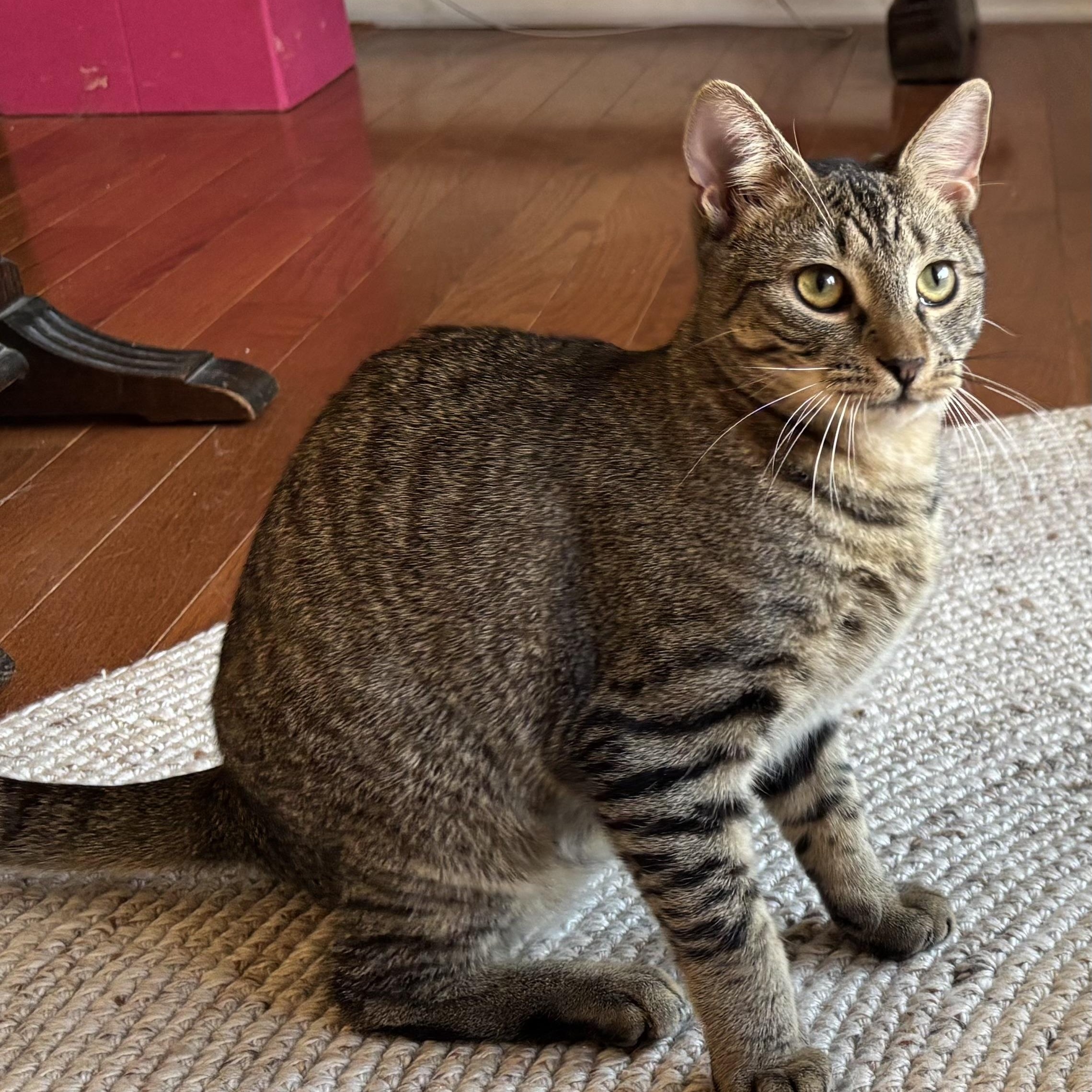 Enlarge Komodo, a Adoptable Domestic Short Hair in Norwalk, CT image 1/4