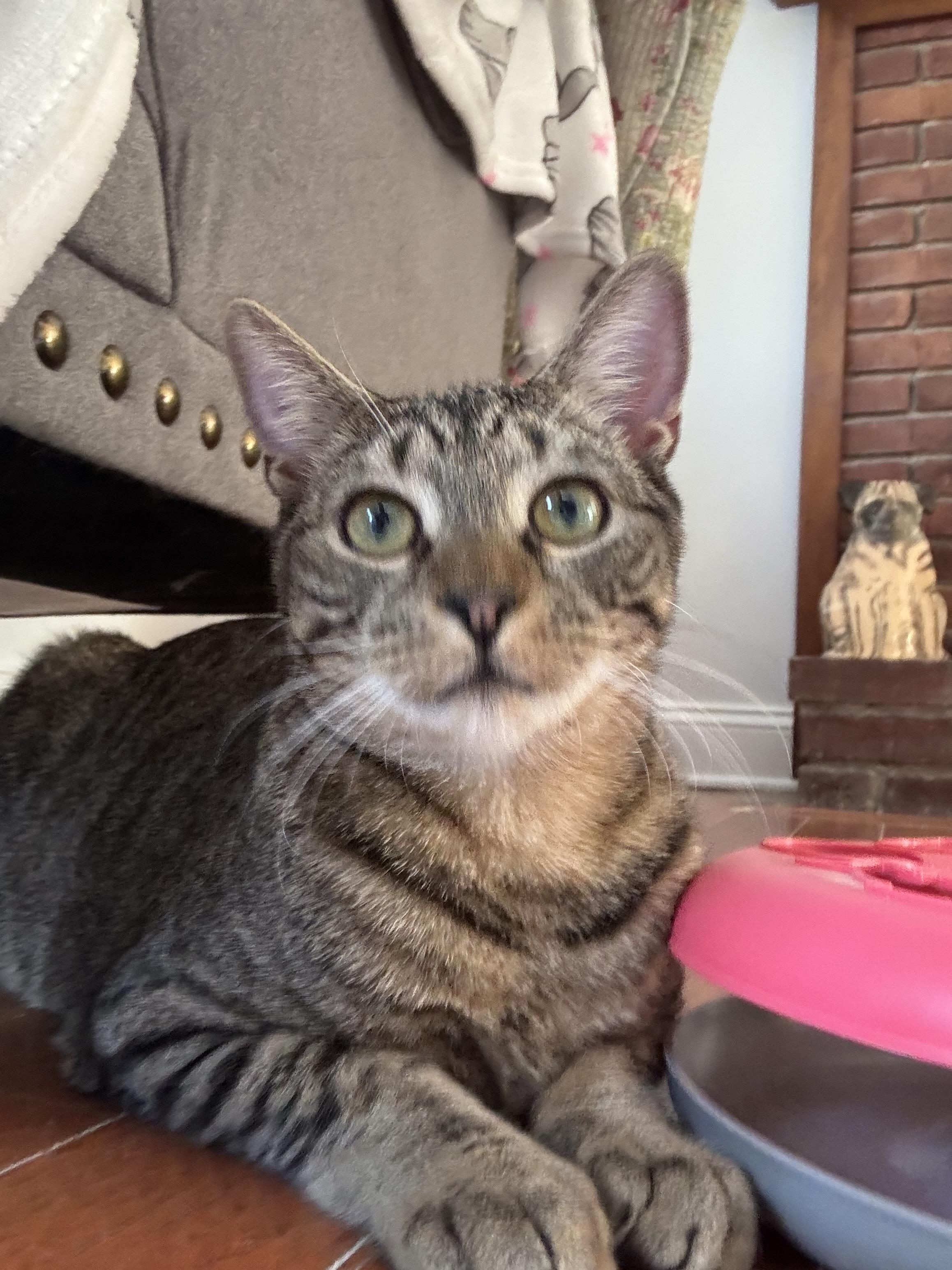 Enlarge Komodo, a Adoptable Domestic Short Hair in Norwalk, CT image 2/3