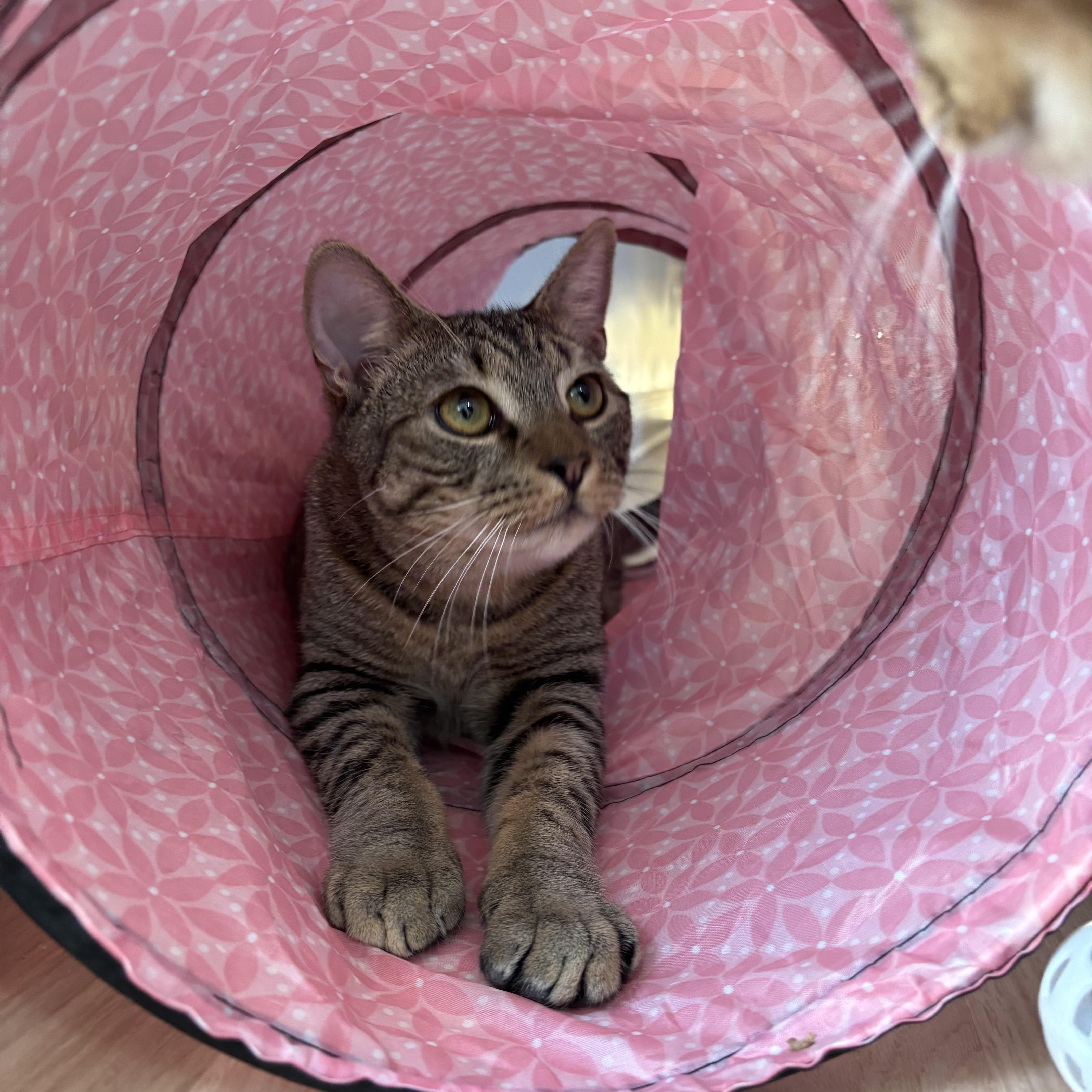 Enlarge Komodo, a Adoptable Domestic Short Hair in Norwalk, CT image 4/4