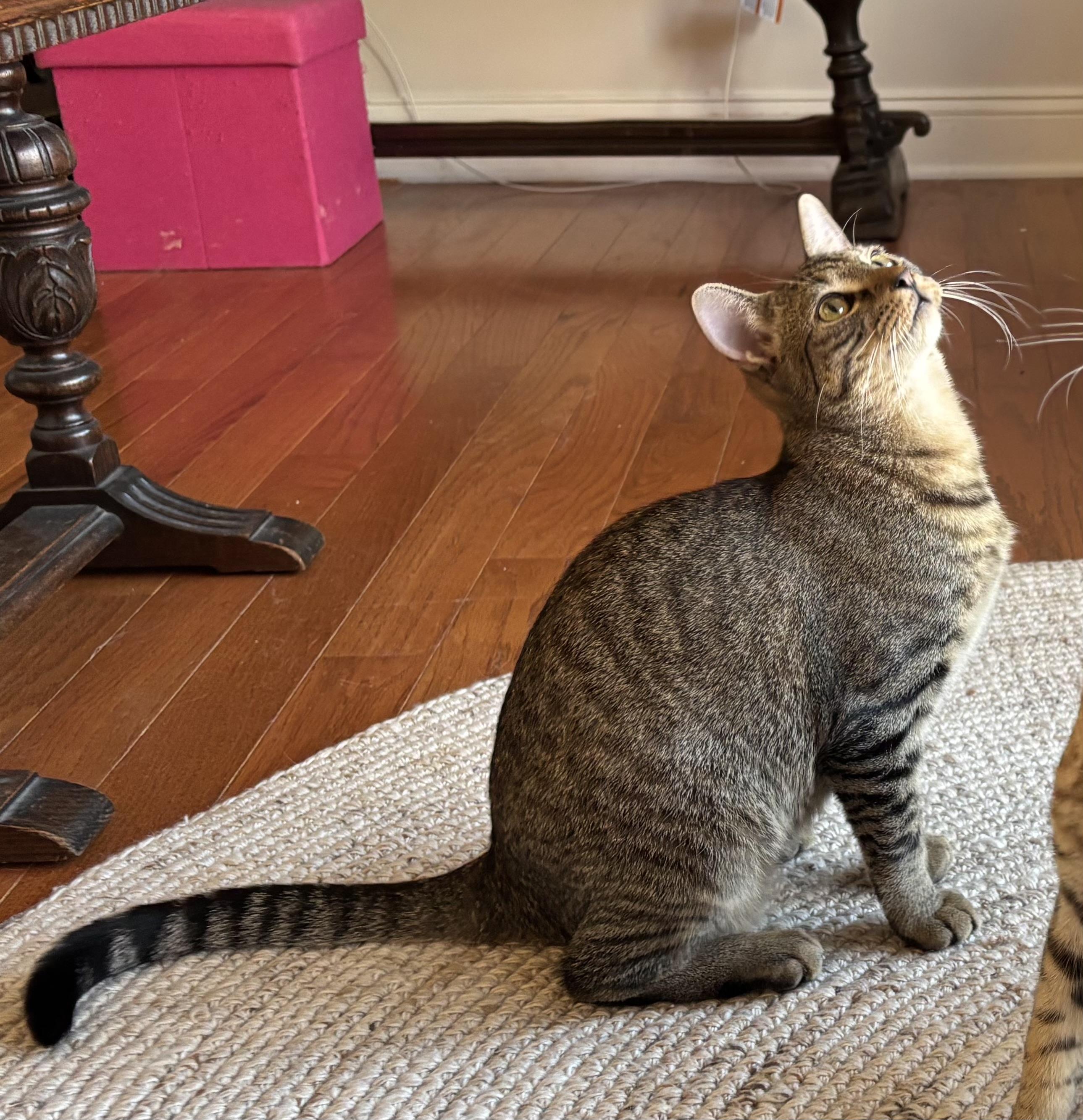 Enlarge Komodo, a Adoptable Domestic Short Hair in Norwalk, CT image 3/3